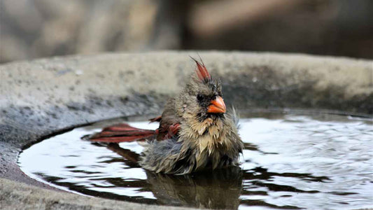How to Help Birds During Droughts and Heat Waves - World's Coolest Rain Gauge Co.