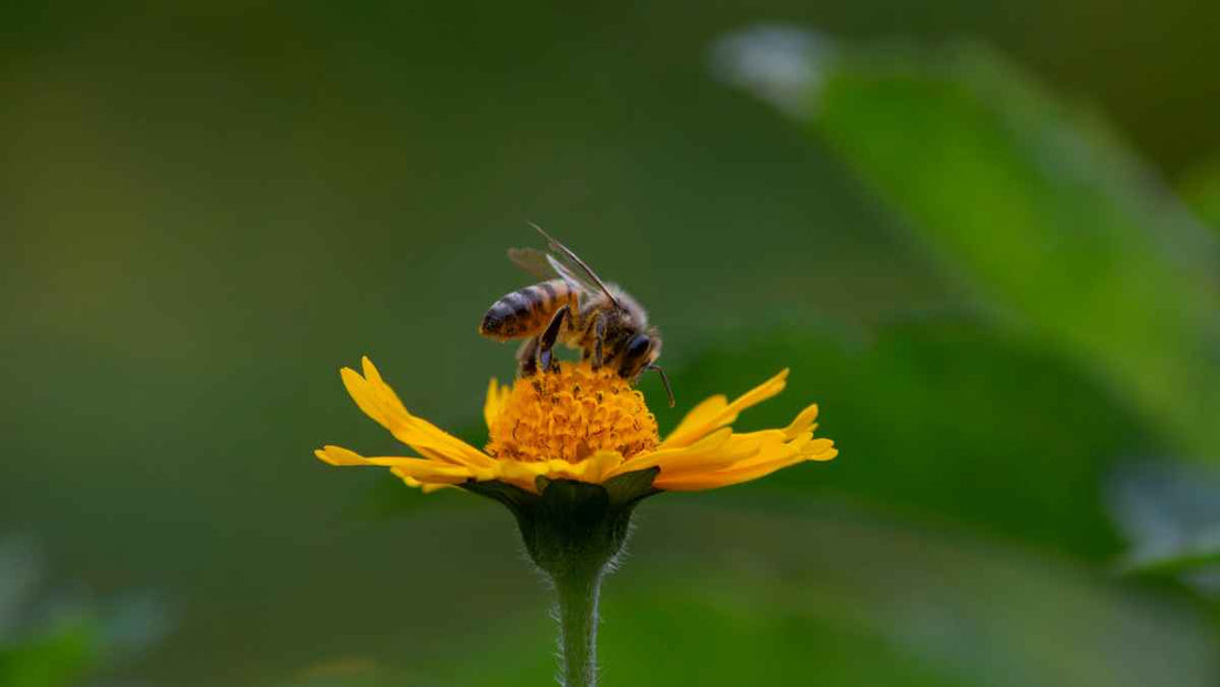 How to Help Pollinators During Drought - World's Coolest Rain Gauge Co.