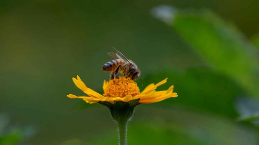 How to Help Pollinators During Drought - World's Coolest Rain Gauge Co.