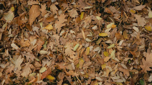 How to Make Leaf Mold: One of the Best Soil Amendments Gardeners Can Make - World's Coolest Rain Gauge Co.