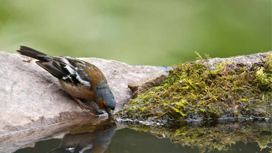 How to Provide Water for Backyard Birds - World's Coolest Rain Gauge Co.