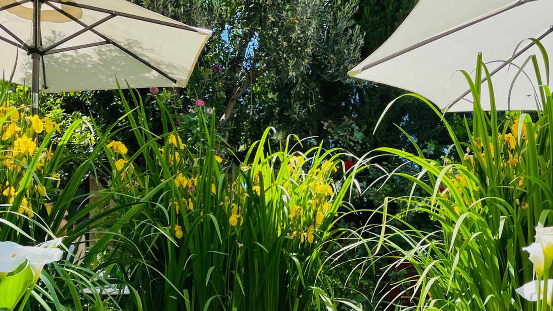 Protect container plants first