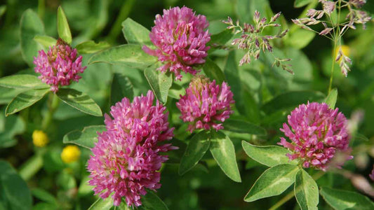How to Use Cover Crops to Build Better Vegetable Garden Soil - World's Coolest Rain Gauge Co.