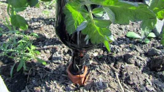 How to Water Your Garden Automatically: Self-Watering Pots, Olla Pots, DIY Irrigation, and More - World's Coolest Rain Gauge Co.