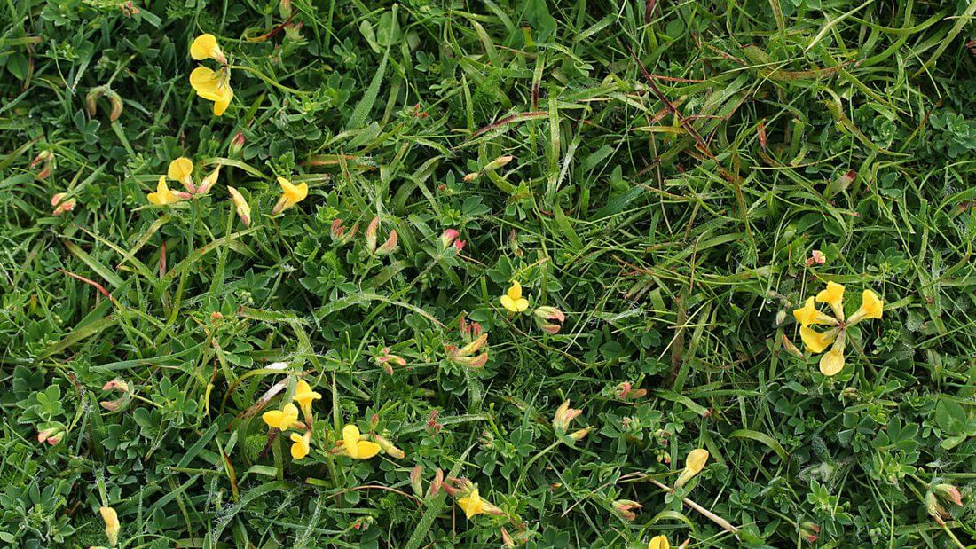Lawn Alternatives That Use Less Water - World's Coolest Rain Gauge Co.