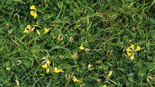 Lawn Alternatives That Use Less Water - World's Coolest Rain Gauge Co.