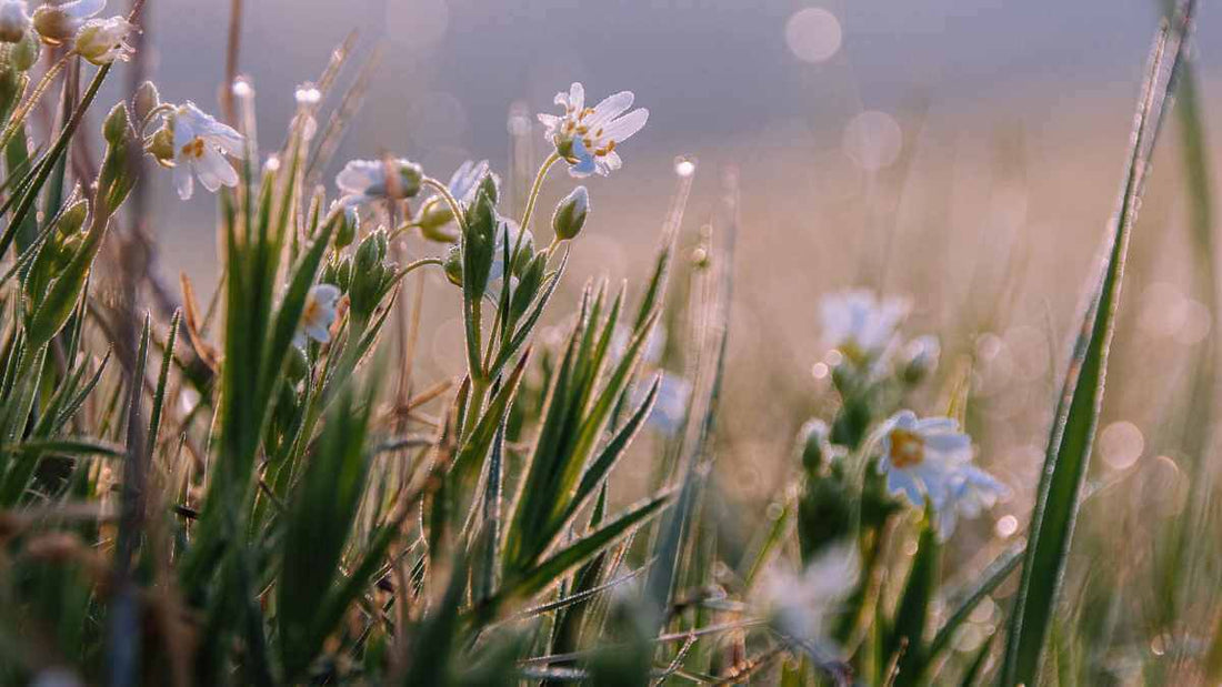 Modern Meadows: A Beautiful Alternative to Traditional Wildflower Meadows - World's Coolest Rain Gauge Co.