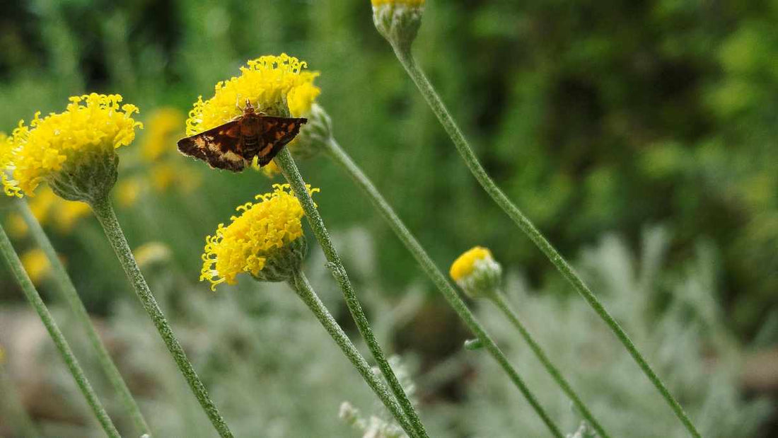 National Moth Week: Why Moths Matter in Healthy Gardens - World's Coolest Rain Gauge Co.