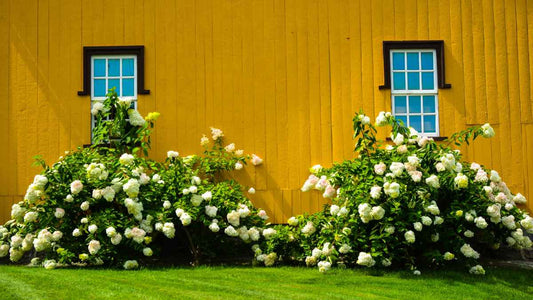 Planting Near a House Foundation: What You Need to Know - World's Coolest Rain Gauge Co.