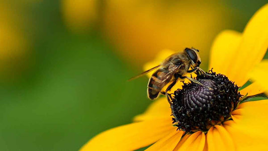 Pollinator Week: Simple Ways to Help the Pollinators Around You - World's Coolest Rain Gauge Co.