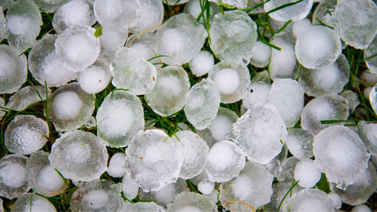Protecting Plants From Severe Weather: Frost, Hail, Wind, Heat, and Heavy Rain - World's Coolest Rain Gauge Co.