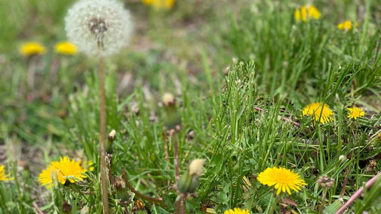 Should You Use Landscape Fabric? - World's Coolest Rain Gauge Co.