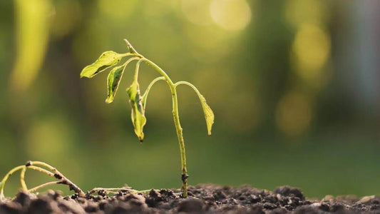 Signs Your Landscape Plants Need More Water - World's Coolest Rain Gauge Co.