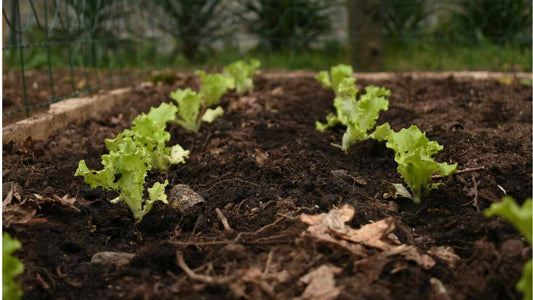 Soil Amendments vs. Fertilizers: What's the Difference? - World's Coolest Rain Gauge Co.