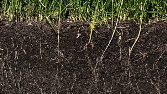 Soil Microbes: The Tiny Underground Workforce That Keeps Gardens Healthy - World's Coolest Rain Gauge Co.