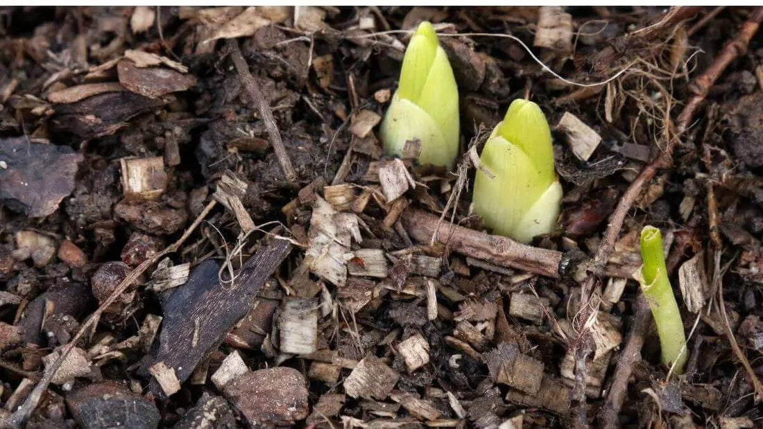 Spring Garden Prep: Get Your Garden Ready for the Growing Season - World's Coolest Rain Gauge Co.
