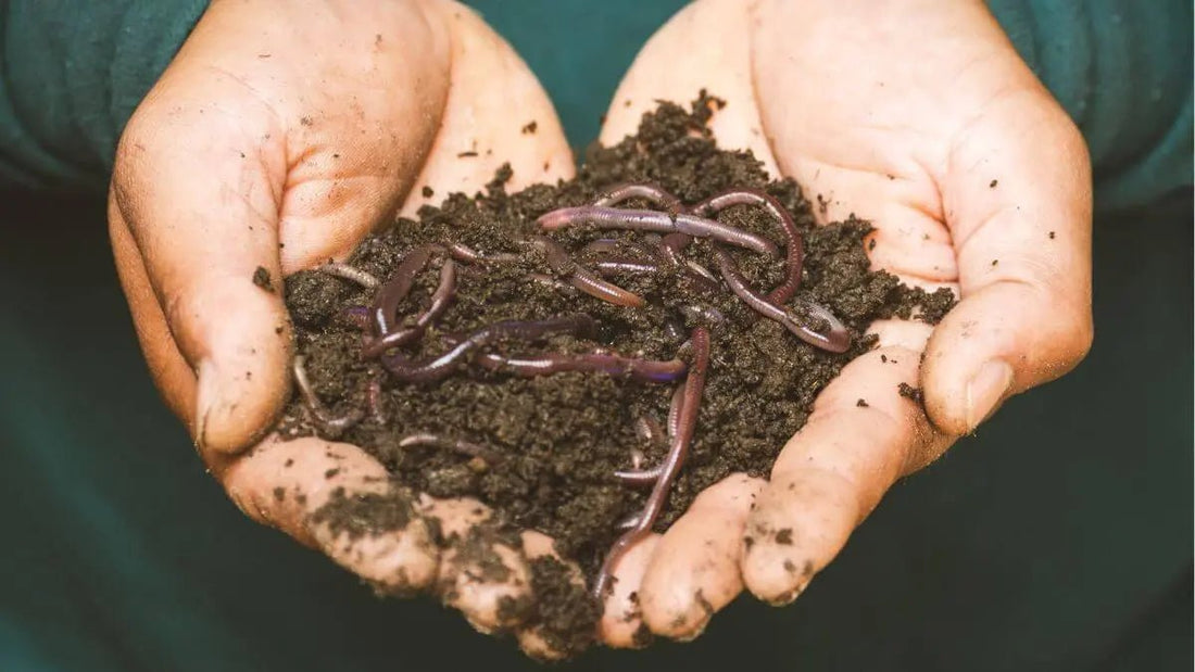 The Secret Life of Earthworms: Your Garden Depends on Them - World's Coolest Rain Gauge Co.