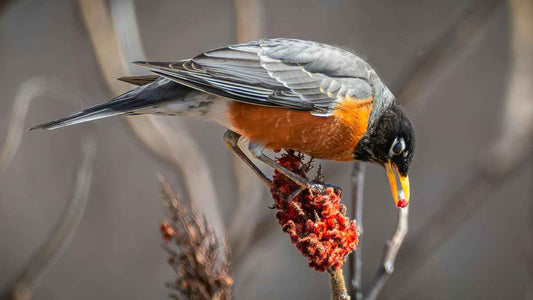 The Secret to a Bird-Friendly Yard Isn't More Birdseed - World's Coolest Rain Gauge Co.