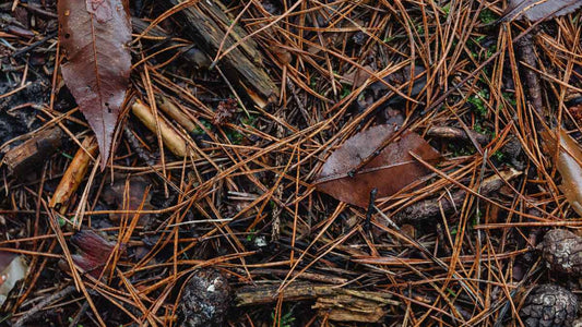 Types of Mulch: Pros, Cons, and Best Uses - World's Coolest Rain Gauge Co.