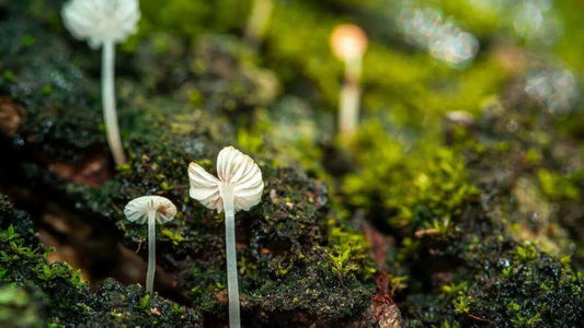 Using Garden Microclimates to Grow Healthier Plants - World's Coolest Rain Gauge Co.