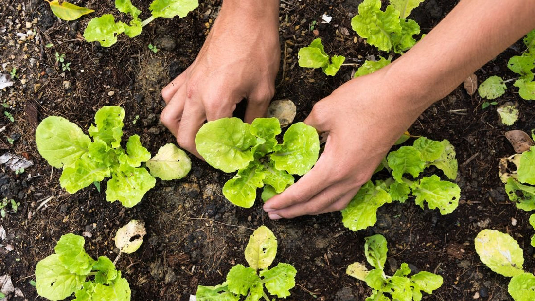 Vegetable Garden Watering Tips: How, When, and Where to Water - World's Coolest Rain Gauge Co.