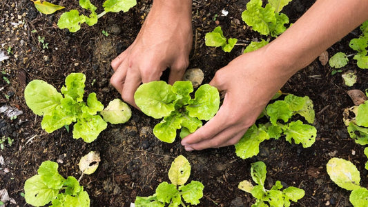 Vegetable Garden Watering Tips: How, When, and Where to Water - World's Coolest Rain Gauge Co.
