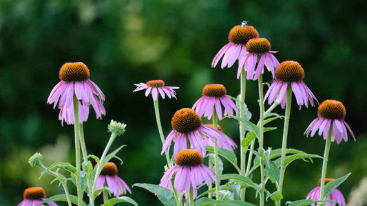 Water-Wise Landscaping: Beautiful Yards That Use Less Water - World's Coolest Rain Gauge Co.