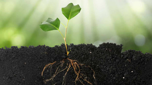 What Is Soil Structure? Why It Matters for Healthy Gardens - World's Coolest Rain Gauge Co.