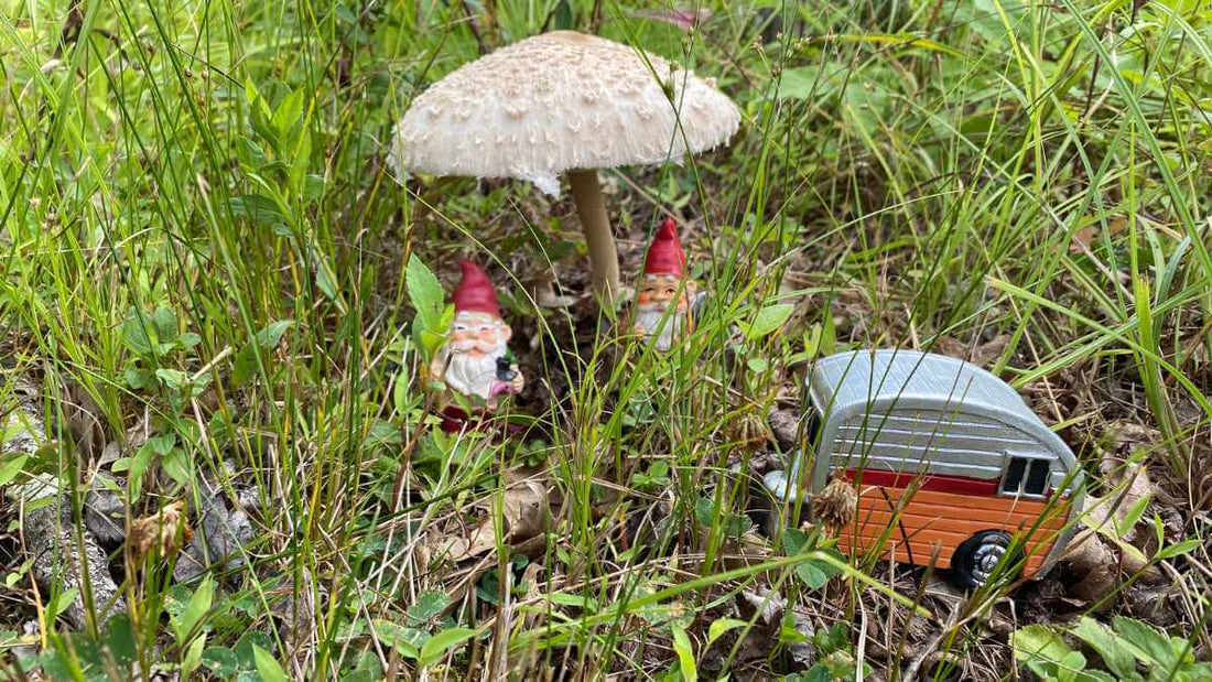 What Mushrooms in Your Garden Are Telling You - World's Coolest Rain Gauge Co.