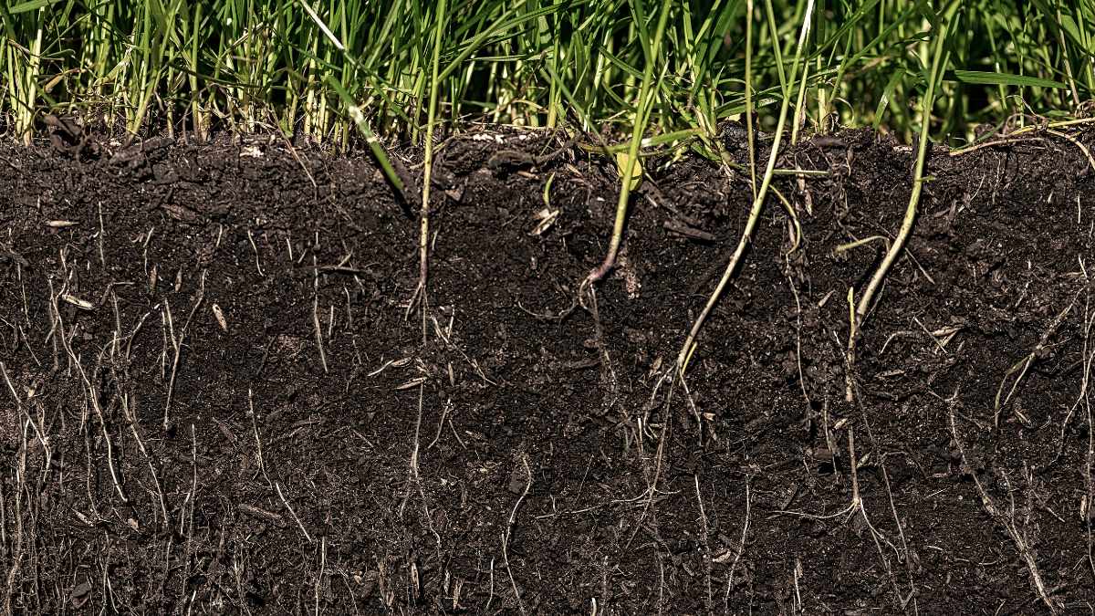 What Plant Roots Can Tell You About Your Soil – World's Coolest Rain ...