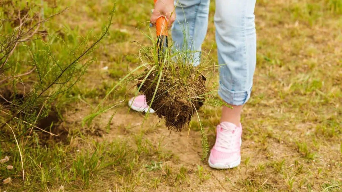 What To Do During a Drought Emergency When You Can’t Water Your Lawn - World's Coolest Rain Gauge Co.