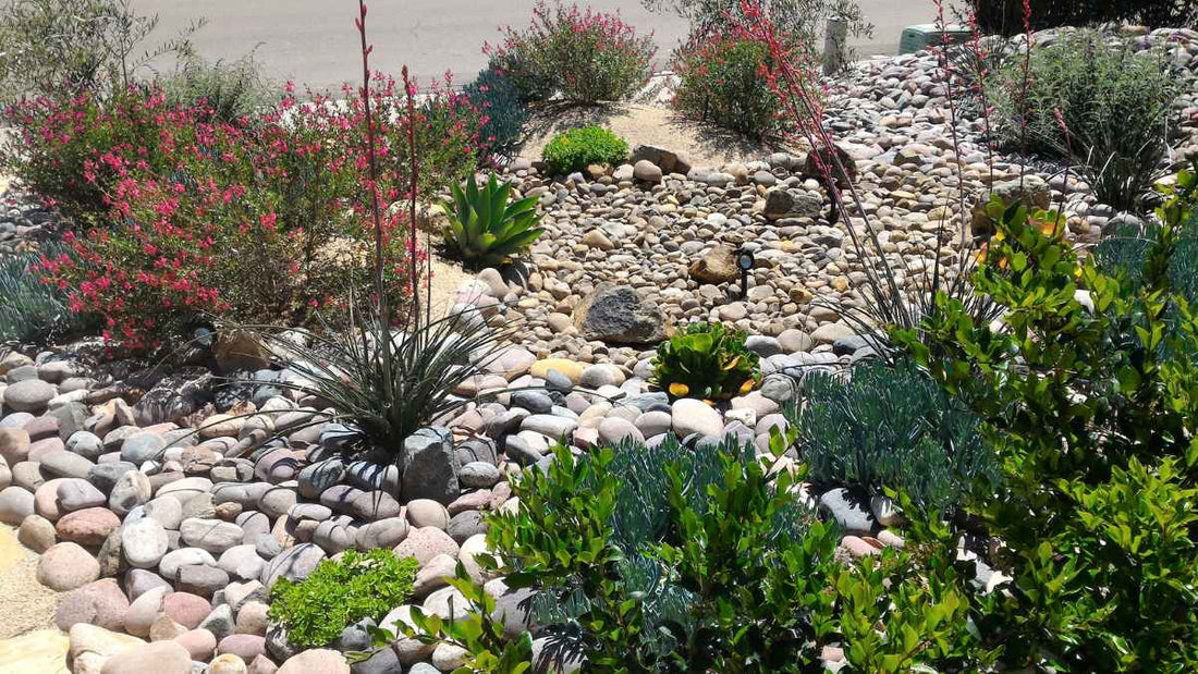 Xeriscaping Made Simple: Save Water and Grow a Better Garden - World's Coolest Rain Gauge Co.