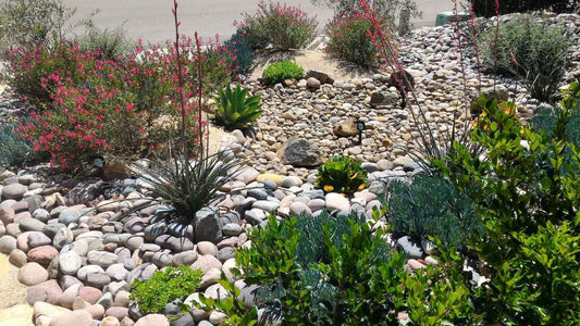 Xeriscaping Made Simple: Save Water and Grow a Better Garden - World's Coolest Rain Gauge Co.