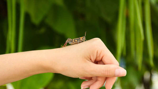 Your Garden Needs More Than Pollinators: The Hidden Cost of Insect Decline - World's Coolest Rain Gauge Co.