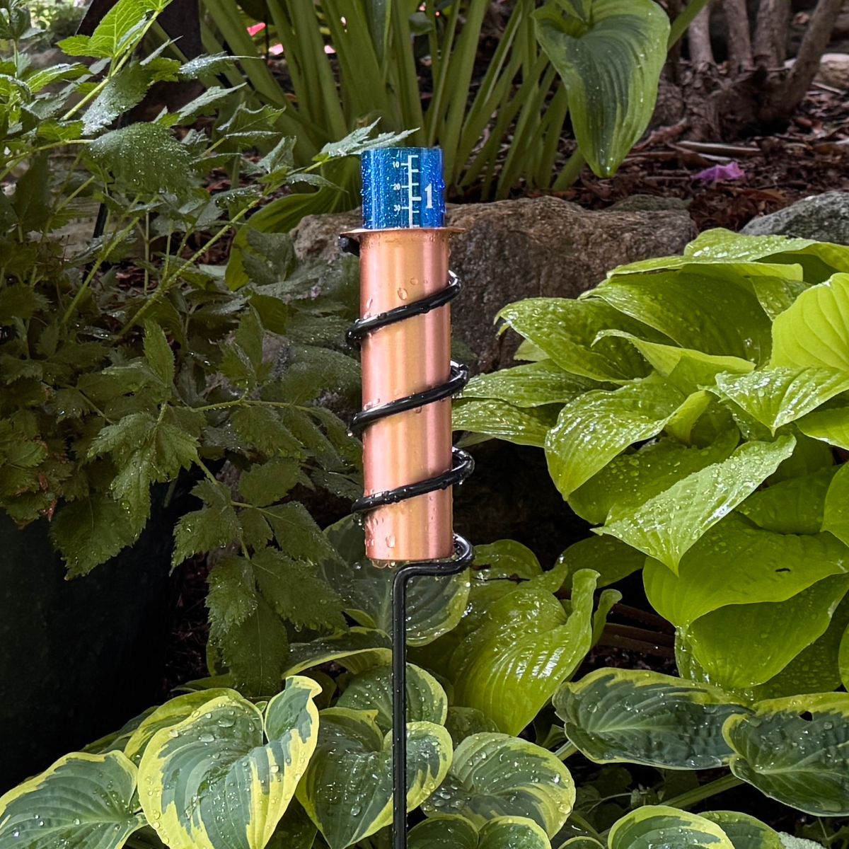 Rain Gauge In Shade Garden Showing Rainfall Amount
