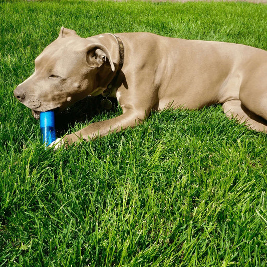 Blue Measurement Tube Being Chewed By Dog